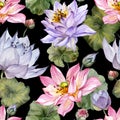Large pink and purple lotus flowers with leaves on black background. Beautiful floral seamless pattern. Royalty Free Stock Photo