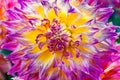 Large Pink Purple Yellow Dinnerplate Dahlia Flower Royalty Free Stock Photo