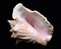 Large pink queen conch seashell
