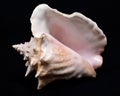 Large pink queen conch seashell