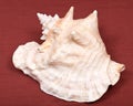 Large pink queen conch seashell