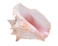 Large pink queen conch seashell