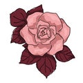 a large pink rose. large burgundy leaves. mule sketch on a white background