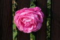Large pink rose with dense fully open blooming petals growing between dark wooden picket fence in local garden Royalty Free Stock Photo