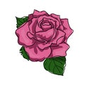 a large pink rose. large green leaves. mule sketch on a white background