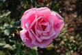 Large pink rose with thick petals covered with morning dew with dark green leaves in background Royalty Free Stock Photo