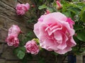 pink roses in bloom and budding covered in raindrops climbing up a stone wall in a garden Royalty Free Stock Photo