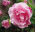 large pink roses in bloom and budding covered in raindrops climbing up a stone wall in a garden Royalty Free Stock Photo