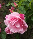 Large pink roses in bloom and budding covered in raindrops climbing up a stone wall in a garden Royalty Free Stock Photo