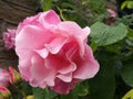 Large pink roses in bloom and budding covered in raindrops climbing up a stone wall in a garden Royalty Free Stock Photo