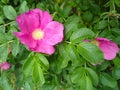 Large pink roses with green leaves Royalty Free Stock Photo