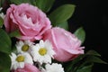 Large pink roses and on white daisies n a dark background. Isolated Royalty Free Stock Photo