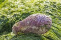 Large pink shell lying on green algae at low tide on the sea beach Royalty Free Stock Photo