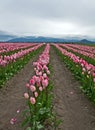 Large Pink Tulip Field Royalty Free Stock Photo