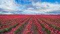 Large pink tulip field in beautiful sky Royalty Free Stock Photo