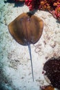 Large Pink Whipray on a sandy seabed on a dark reef Royalty Free Stock Photo
