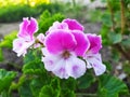 Pink flowers on dark green background