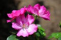 Bright pink and white flowers with bright yellow center covered with morning dew in backyard garden Royalty Free Stock Photo