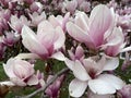 Large Pink and White Magnolia Blossoms on a Cloudy Day