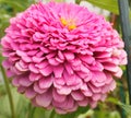 Large Pink Zinnia