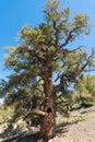 Interesting big pinon tree with twisted branches and a hole in its trunk