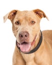 Large Pit Bull Cross Closeup Royalty Free Stock Photo