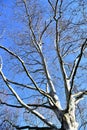 A large plane tree extends its bare branches towards the blue sky in a park in Padua.