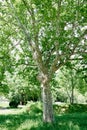 Large plane tree grows in a green park among the trees Royalty Free Stock Photo