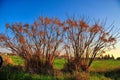 2 large plant groups in an agricultural area in Israel