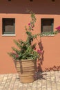 A large plant pot on Vidos island Corfu