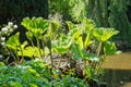 Large plant at the side of a lake, at the front of a house in a garden Royalty Free Stock Photo