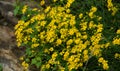 A large plant with small yellow flowers