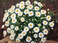 Large plant of Shasta Daisies from above