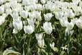 Large plantation of blooming white tulips growing in the ground Royalty Free Stock Photo