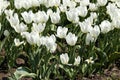 Large plantation of blooming white tulips growing in the ground Royalty Free Stock Photo