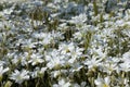 A large plantation of densely growing blooming white flowers in a flower bed near the house
