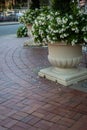 Large planters of white begonias on a sweeping brick floor