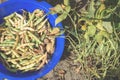 A large plastic bowl with a bunch of ripe dry beans and potatoes stands in the garden beds among growing bean plants. Organic ripe