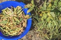 A large plastic bowl with a bunch of ripe dry beans and potatoes stands in the garden beds among growing bean plants. Organic ripe