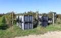 Large plastic bulk bins at the beginning of the rows of vineyard during the grape harvesting. Royalty Free Stock Photo