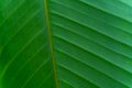 Large plate of green leaf of a tree or bush on close examination so that its structure with all the folds, large and
