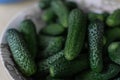 Large plate with green pimpled prickly cucumbers Royalty Free Stock Photo