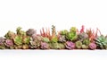 Succulent Field On White Background With Vibrant Textural Layers