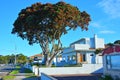 large Pohutukawa tree in front of modern beachfront house