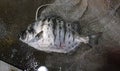 Large poisonous spiked Striped Scat Fish in cast net Royalty Free Stock Photo