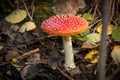 Large poisonous toadstool with its loud red cap stands on the forest floor Royalty Free Stock Photo
