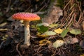 Large poisonous toadstool with its loud red cap stands on the forest floor Royalty Free Stock Photo