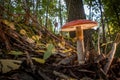 Large poisonous toadstool with its loud red cap stands on the forest floor Royalty Free Stock Photo