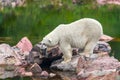 Large polar bear standing on some rocks by the water