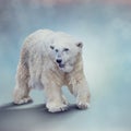 Large Polar bear walking